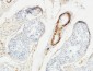 Actin β Polyclonal Antibody